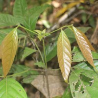 Diospyros insignis Thwaites